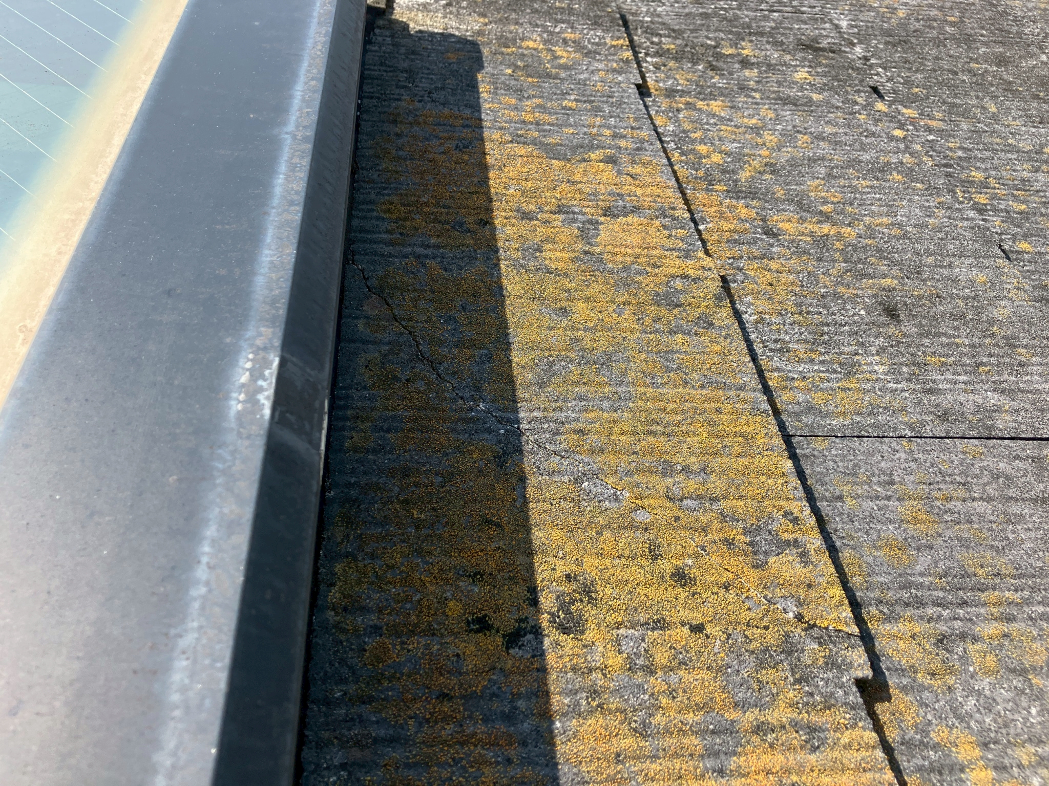 化粧スレートに苔